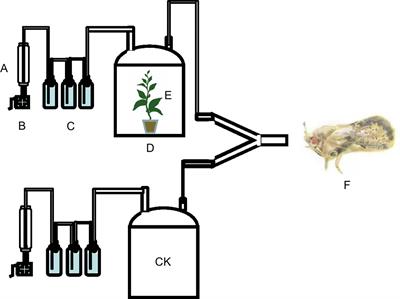 Specific volatiles of tea plants determine the host preference behavior of Empoasca onukii